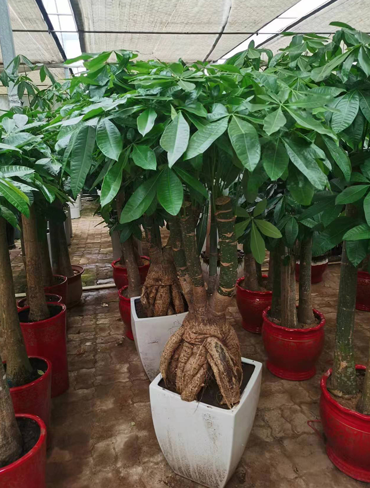 怪根發(fā)財(cái)樹