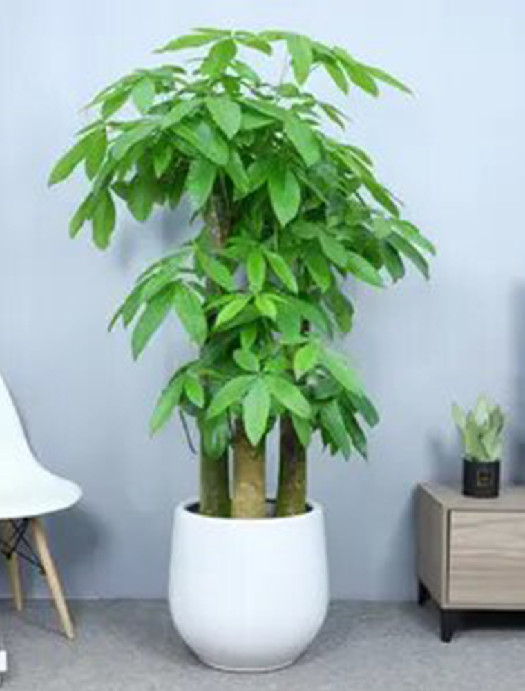 步步高發(fā)財樹